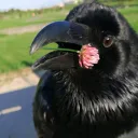 vabble