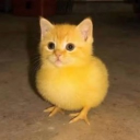 Discord Avatar