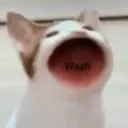 irulethepopcats