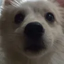 tncdoflamingo avatar