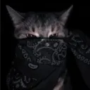 zeroscopedyt
