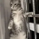 albedolamaline avatar