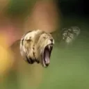 fwoggamer