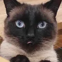 volfas_engelman avatar