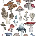 wildmushrooms_