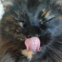 volvagia