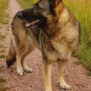 mikkolaatikko
