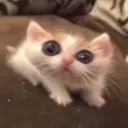 shark1nafe