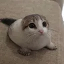 catz9023