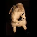 disonorable