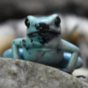 avatar Utto