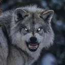 arash.karimi