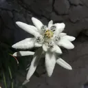 .vespee