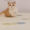 sinstar