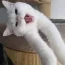 thistlecat_