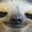 camelul