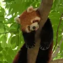 pandassleep