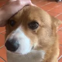 corgi_xxx