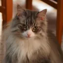 fatcat18maitan