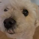 jijiingg