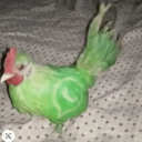 avatar WhatsApp Bird