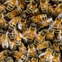 avatar ten-thousand bees