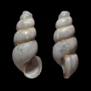 maelan51