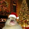 boxedbyducky