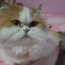 maximuscrash