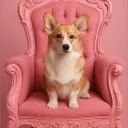 princecorgie
