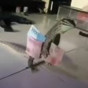 avatar Jan Striebroruka