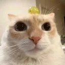 moleyplays