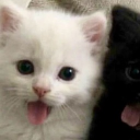 avatar Lalush ʚ♡ɞ