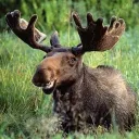 majestik.moose