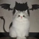 cwurechloe.
