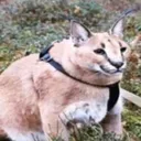vofflan69