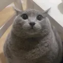 ccym