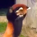 oneredpanda99