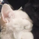 avatar ˚⁎⁺・₊✧