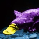 oskartheplatypus avatar