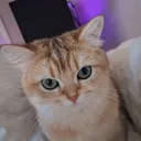 seelmi