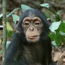 monkeygameris_smart_