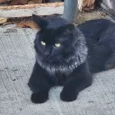 cat_with_thumb