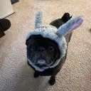 puggleys