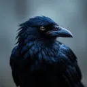 .huginn_the_raven.