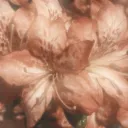 666_advocatus_diaboli