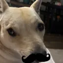 simplydewey