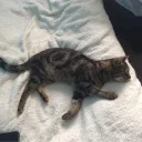 felixhighfive