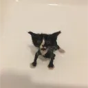 catskewer