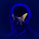 thesphenoid